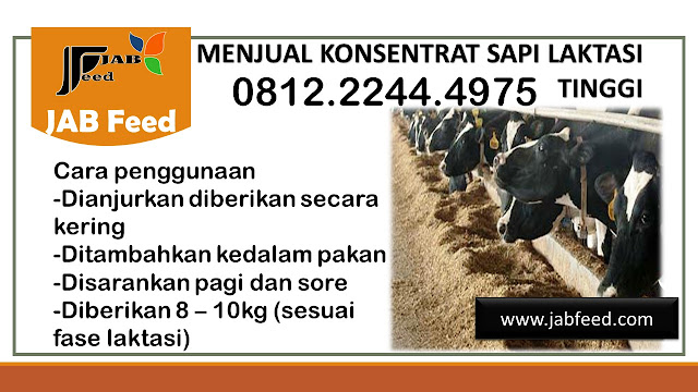 Konsentrat Sapi, Konsentrat Sapi Perah, Konsentrat Sapi Untuk Kelinci, Konsentrat Sapi Dara