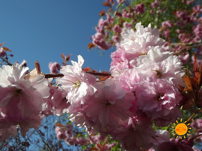 Spring Blossom 2