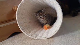 kitten plays in basket, funny cat photos