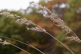 blue-joint grass (Calamagrostis canadensis) seed heads