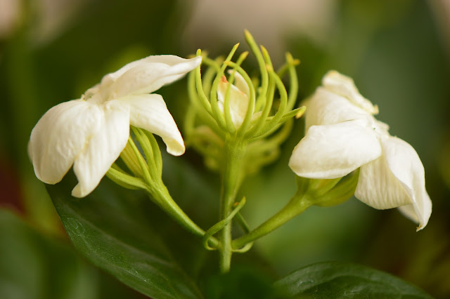 Jasminum sambac, Arabian jasmine