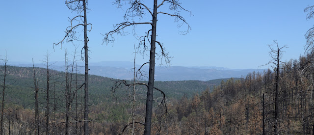 blackened trees, cut down trees, not a lot of green