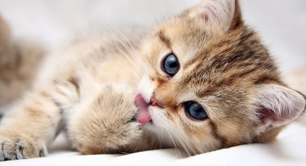 20 fatos curiosos que a ciência já descobriu sobre gatos
