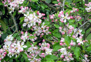 Apple Trees