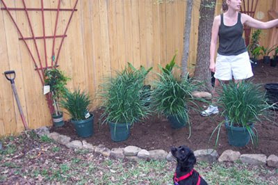 DivasoftheDirt, pup and plants
