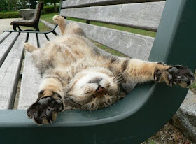 funny cat pictures, funny cat sleeping in awkward position