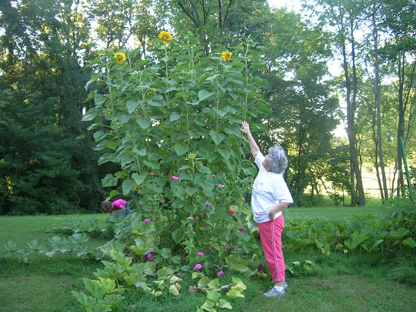 The biggest sunflowers ever?