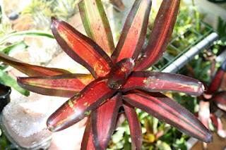 neoregelia perfection