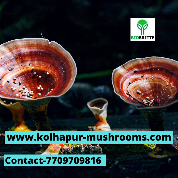  Scope Of  Reishi Mushroom In Masirah  | Ganoderma Mushroom Spawn Supplier In Oman | Ganoderma Mushroom Exporter