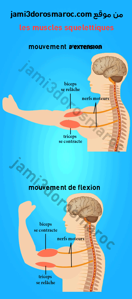 le mécanisme de mouvement d'extension et de flexion