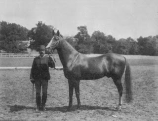 Turkmen; A Chestnut Turcoman stallion 