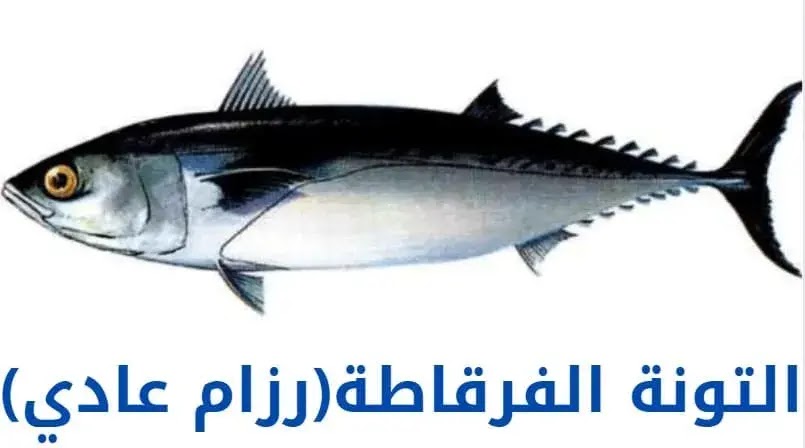 التونة الفرقاطة (رزام عادي)