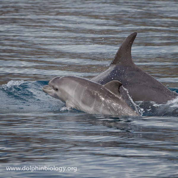 Dolphin Biology And Conservation Bottlenose Dolphin