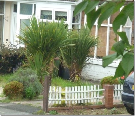 1 still a few palms wolverhampton 21