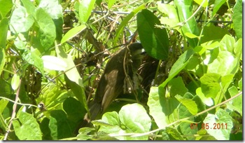 bird1
