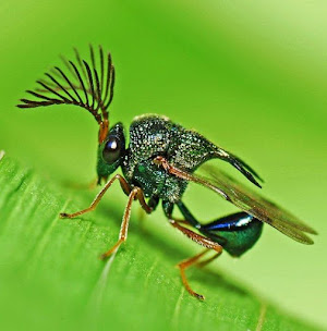Closeup of the Antlered Wasp on a green background