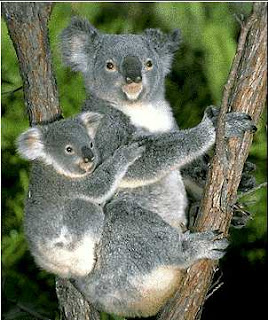 koala australia animal pets wallpaper