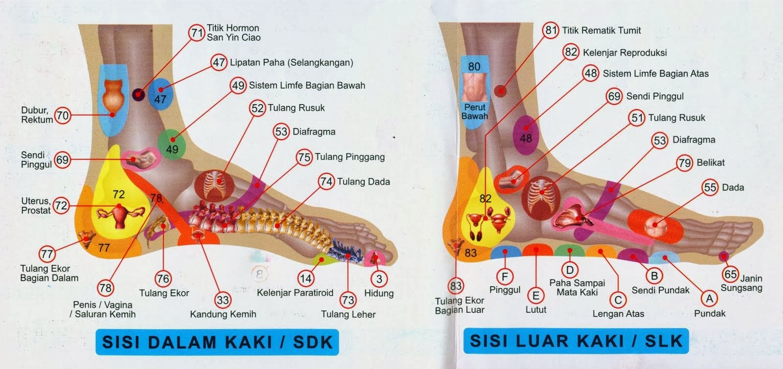 CYBERSHARE: PIJAT REFLEKSI DAN TITIK PIJATNYA(PIC)