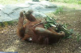 San Diego Zoo orangutan