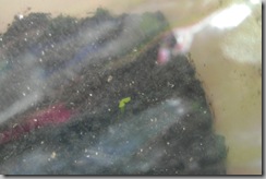 Lemon tree from seed