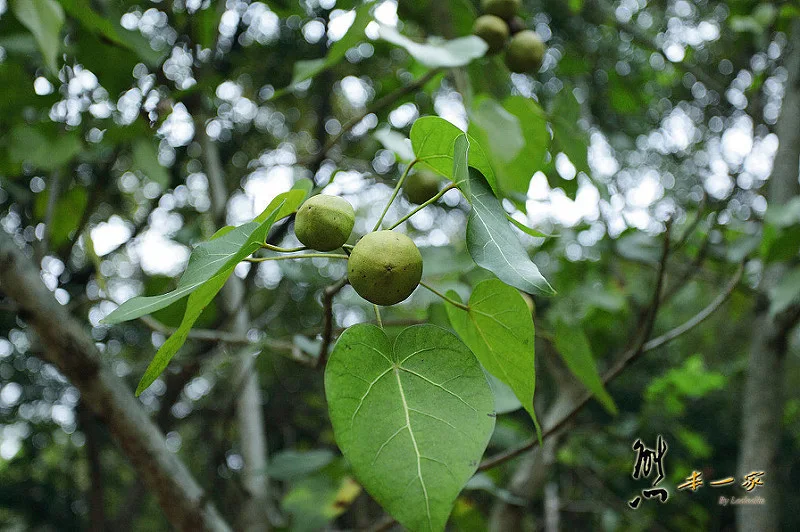 三峽私房景點櫻花林 樹木銀行｜三峽碳中和樂園