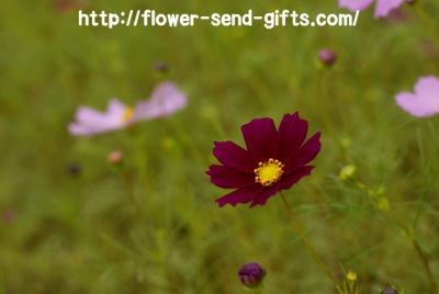 Cosmos bipinnatusDSC01717