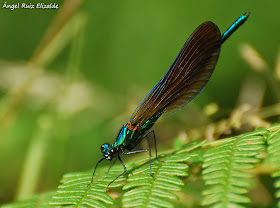 Calopteryx virgo / Macho Calopteryx virgo / Macho