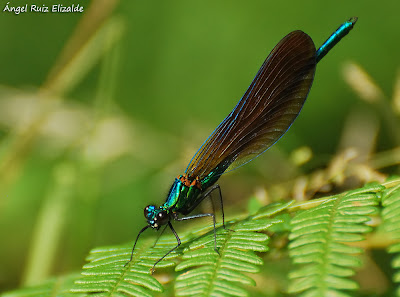 Calopteryx virgo / Macho