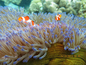 Scuba Diving