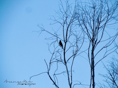 SILHOUETTE 