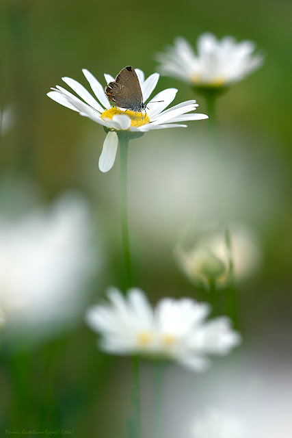 Mariposa ( Satyrium esculi) y margaritas