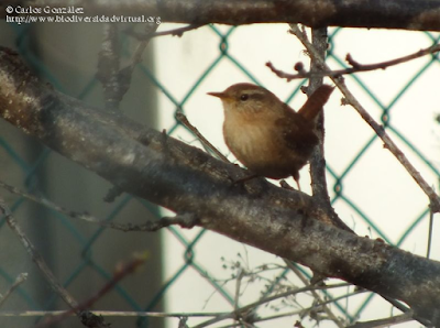 http://www.biodiversidadvirtual.org/aves/Troglodytes-troglodytes-img56043.html