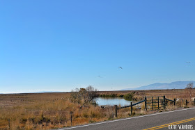 Bear River Migratory Bird Refuge