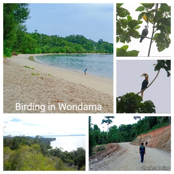 birding trip to wondama bay