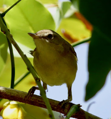 Blyth's Reed Warbler