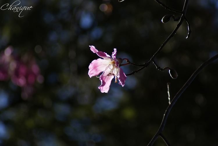 SONY DSC