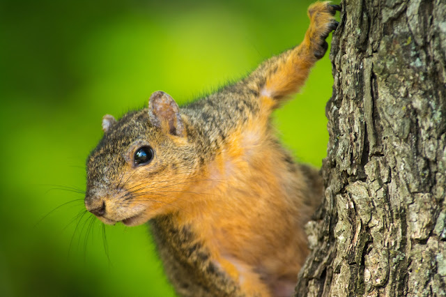 Fox Squirrel, Colleyville Nature Center