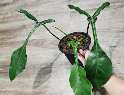 Philodendron joepii care