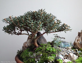 P.J.M. Rhododendron bonsai