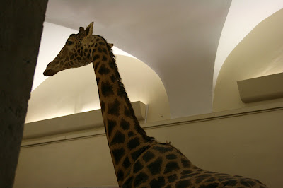 Girafe empaillée au musée de nimes