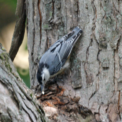 Nuthatch