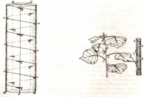 Bagan (Skema) dan Diagram Tata Letak Daun - Elfriza 