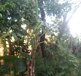 Tanah Subur 2160m² Kawung Hilir — Akses Mudah, Dekat Sungai, Cocok untuk Pertanian & Investasi!