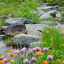 Rila Mountain flower ,Bulgaria