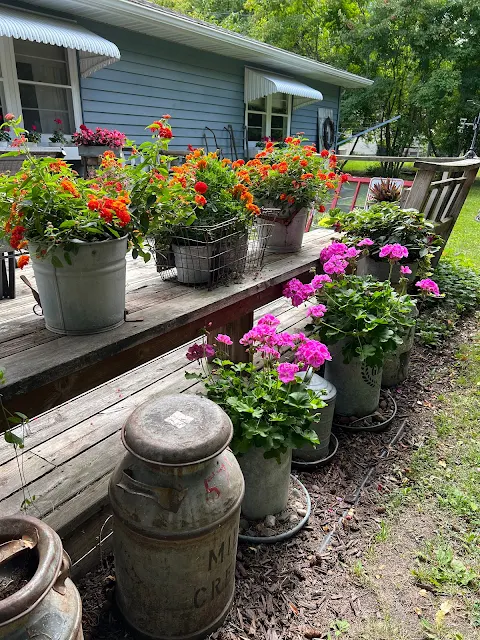 Photos of junk garden plants along the deck.