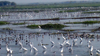 Fresh water lake, Bird sanctuary