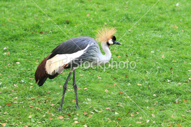 Beautiful,cute red,black and gray cranes stand on beautiful grass grond , wallpaper,picture,images