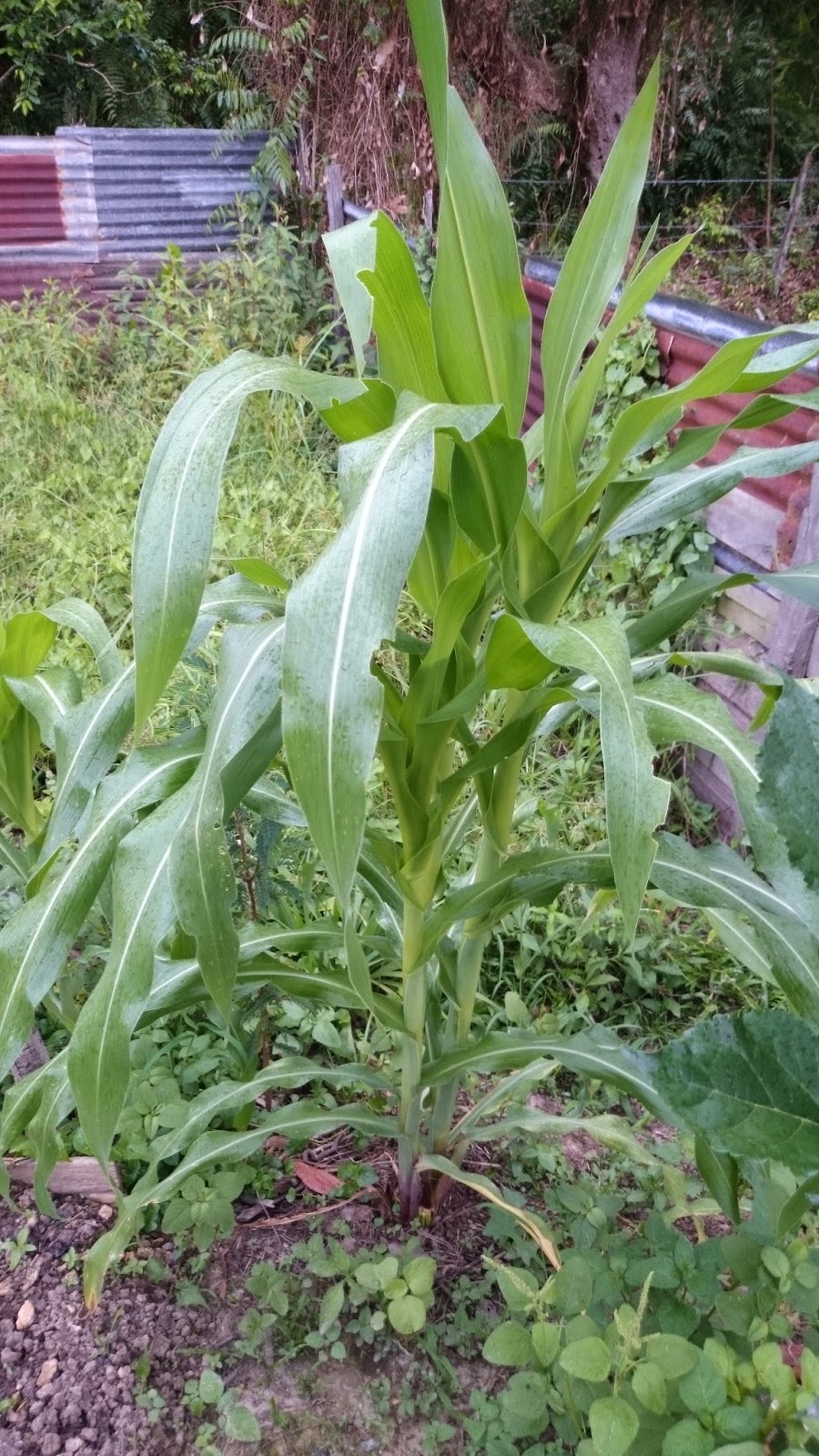 PANDUAN MENANAM POKOK  JAGUNG  PULUT Rangkuman Cara 