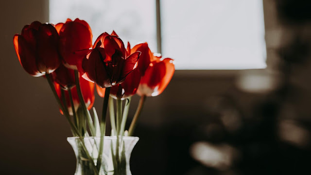 Tulips, Red, Flowers, Bouquet