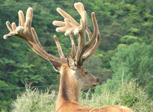 Deer Antlers with Velvet